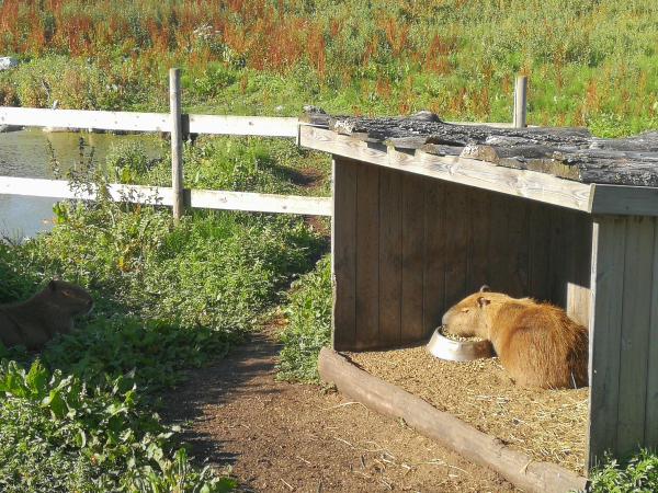 Capybaras.